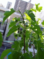 c0056437_21414395.jpg