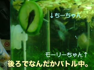 a0030054_19295238.jpg