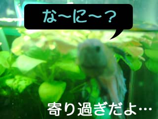 a0030054_19413481.jpg