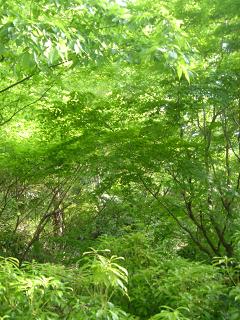 a0055362_21373556.jpg
