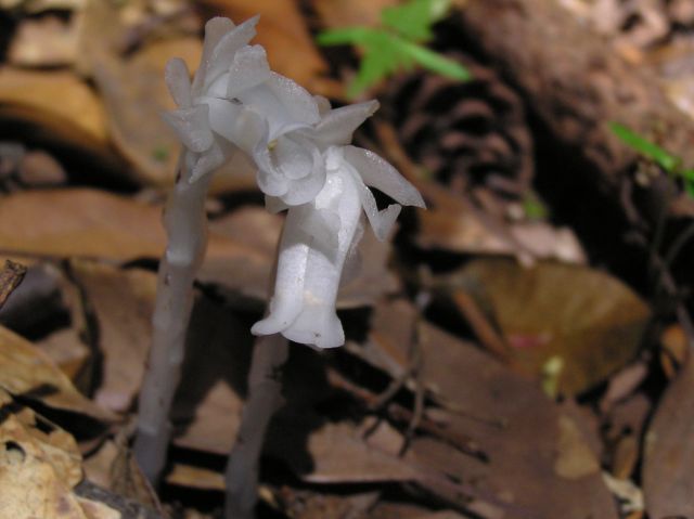 c0042869_2022380.jpg