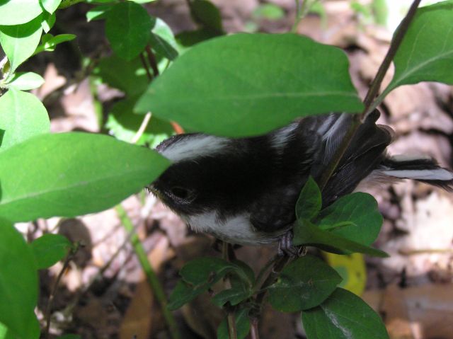 c0042869_2023250.jpg