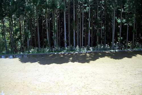 f0104569_851996.jpg