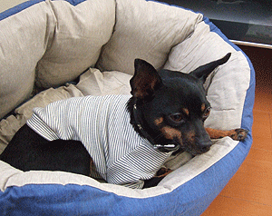 c0012571_21552267.gif