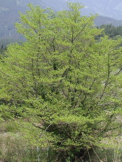e0002676_19421662.jpg