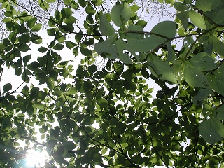 e0002676_20439100.jpg