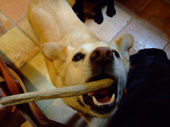 f0001698_0415016.jpg
