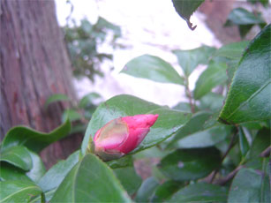 a0061599_1895095.jpg