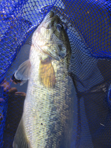 e0041606_20575859.jpg