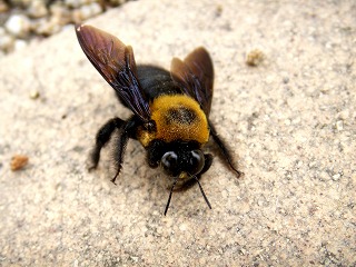 e0072023_21434661.jpg