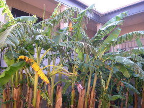 e0052725_1105475.jpg