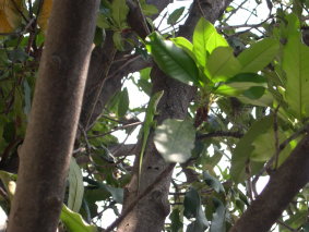 e0052725_1173340.jpg