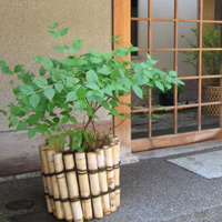 d0033734_1046238.jpg