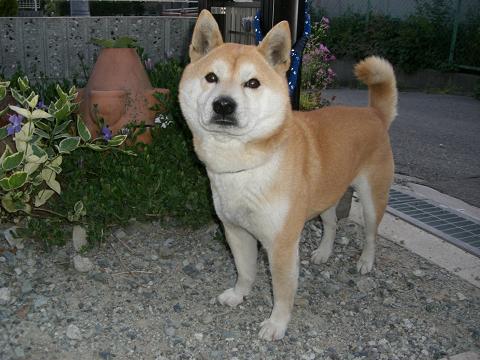 f0099148_12502456.jpg