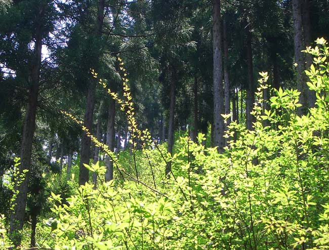 e0002850_11555438.jpg