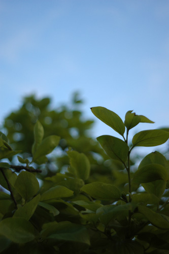 c0071866_21124934.jpg