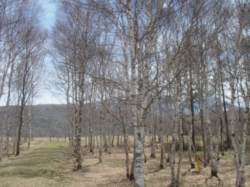 d0064366_19545270.jpg