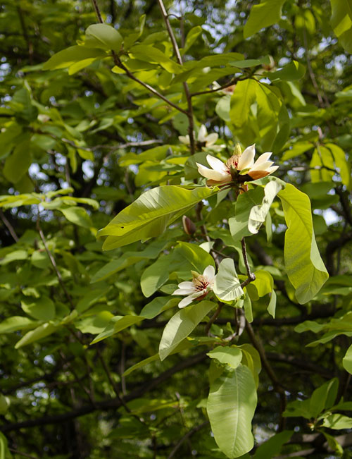 c0009981_540437.jpg