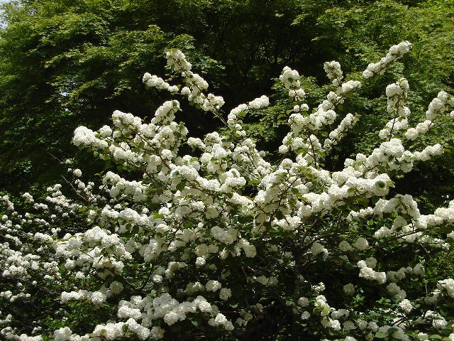 f0084806_1552381.jpg