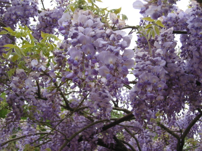 a0041508_1494450.jpg