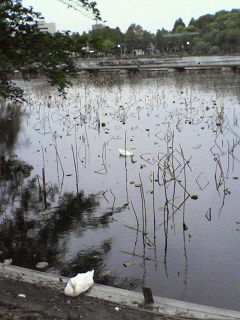 e0082110_16121920.jpg