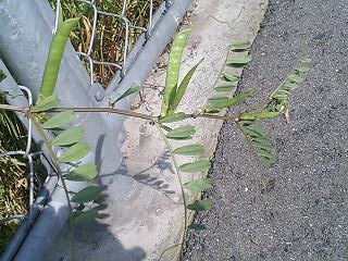 e0026017_21371747.jpg