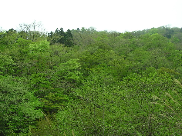 f0103126_9295813.jpg