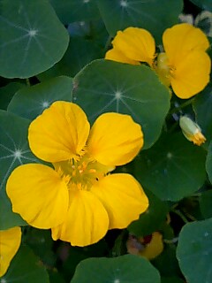 e0081334_2391039.jpg