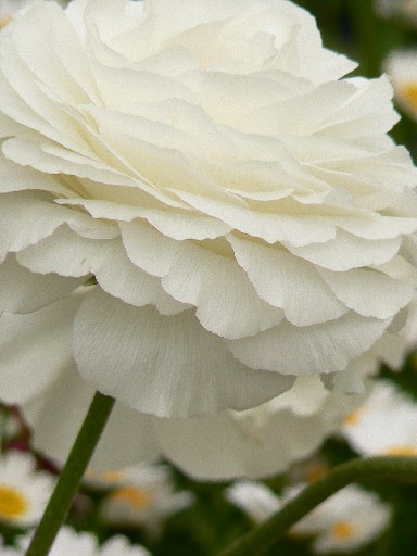 e0083238_15452121.jpg