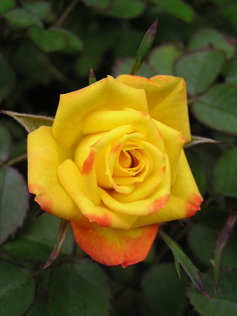 f0074659_2218552.jpg