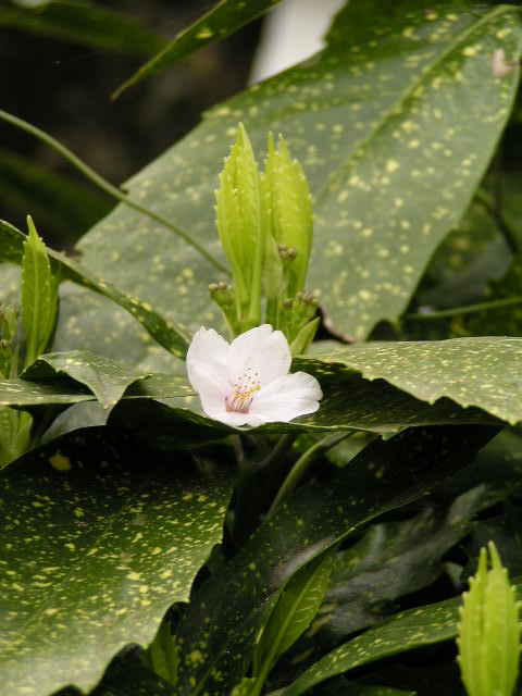 f0074659_23592667.jpg