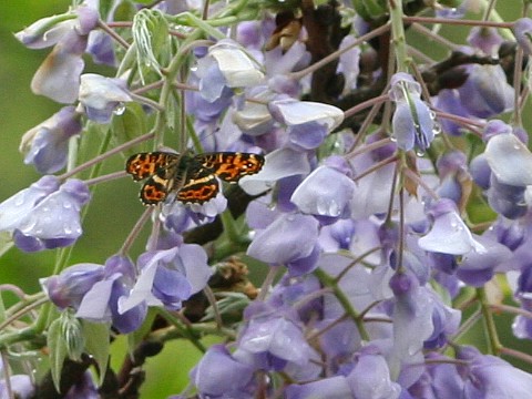b0088772_2056915.jpg