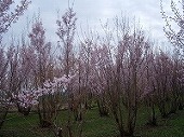 a0003089_15511189.jpg