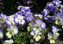 b0032694_054997.gif