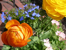 b0032694_064182.gif
