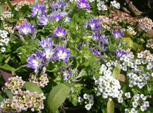 b0032694_075241.gif
