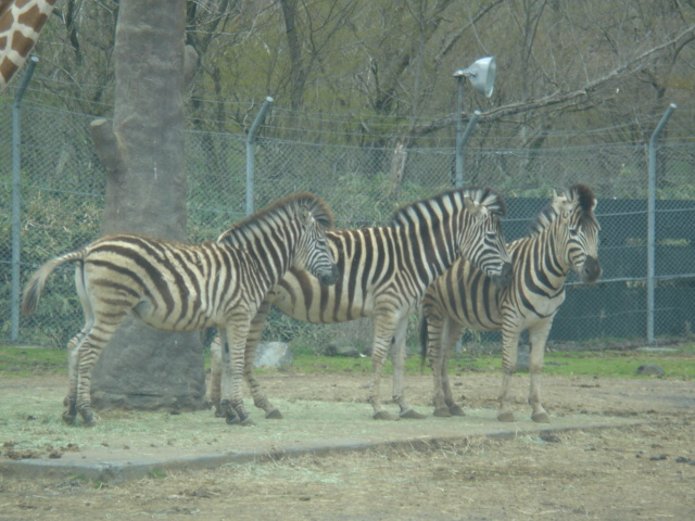 a0051742_2227340.jpg