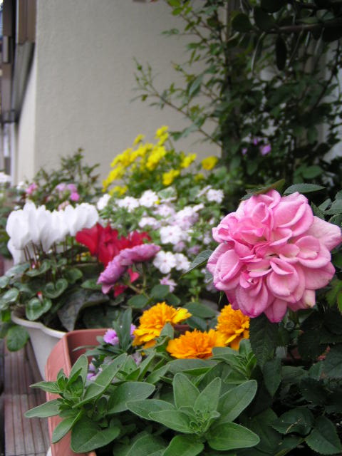 f0074659_2126885.jpg