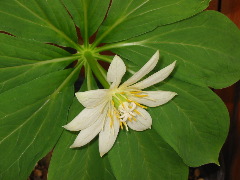 b0039373_1625742.jpg