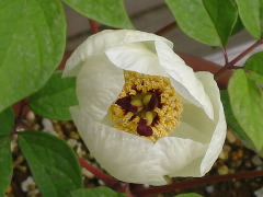 b0039373_16265193.jpg