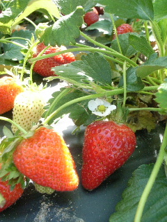 b0001284_0241239.jpg
