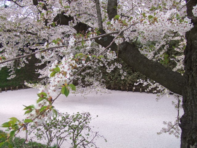 e0050801_7244153.jpg