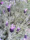 a0055817_13202833.jpg