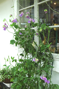 f0029536_2219550.jpg