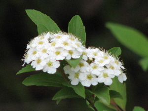 d0050472_1712698.jpg