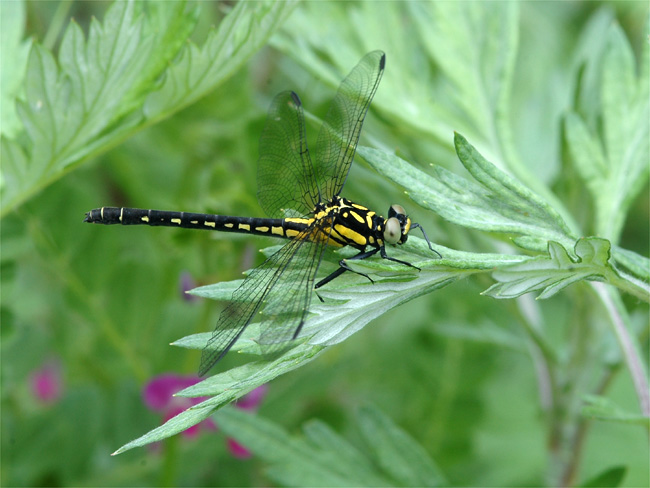 d0009773_16485058.jpg