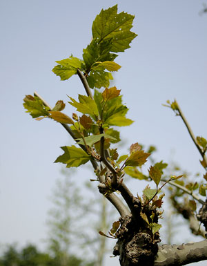 c0009981_6124392.jpg