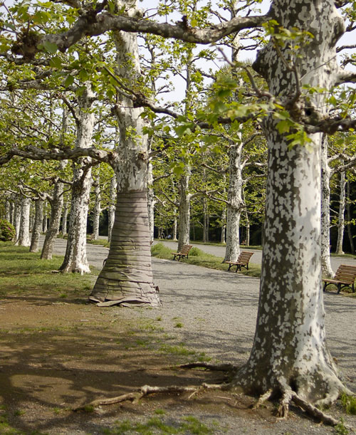 c0009981_6132555.jpg