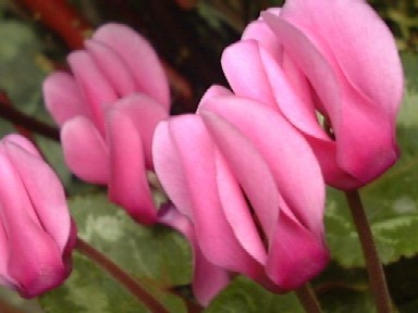 f0039281_15164254.jpg