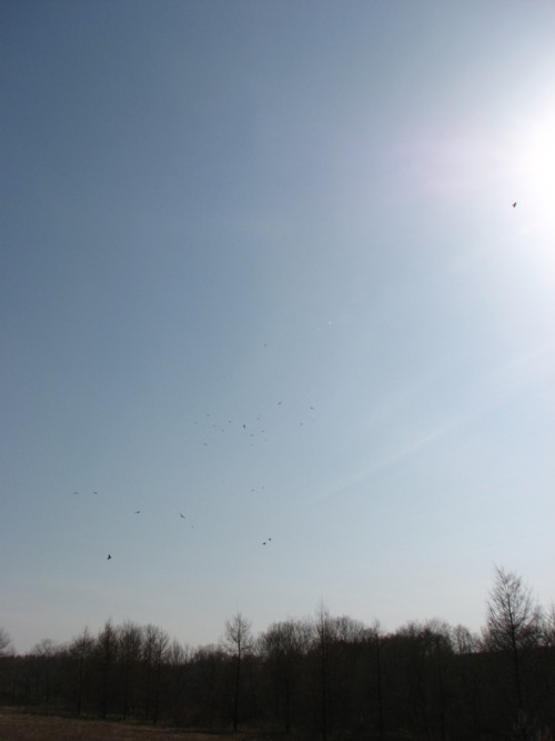 f0020302_12165992.jpg